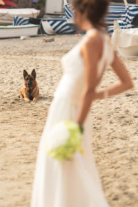 wedding dog sitter